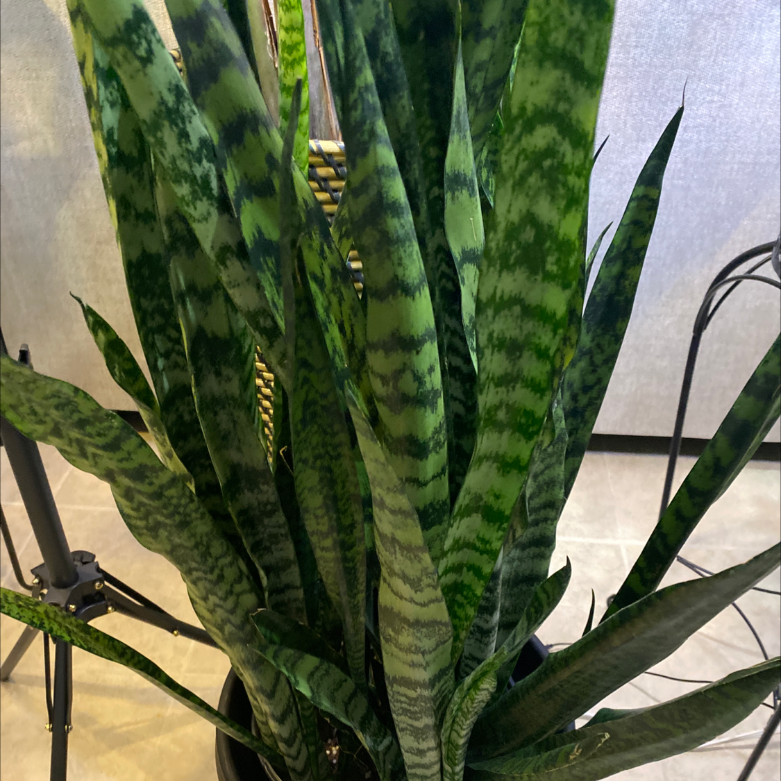Snake Plant plant photo by @Lalawilk365 named Adonis on Greg, the plant care app.