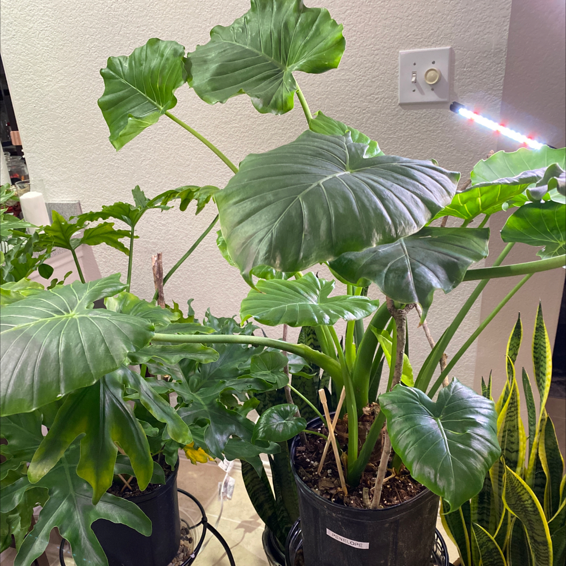 Elephant Ear Philodendron plant photo by @Lalawilk365 named Penelope on Greg, the plant care app.