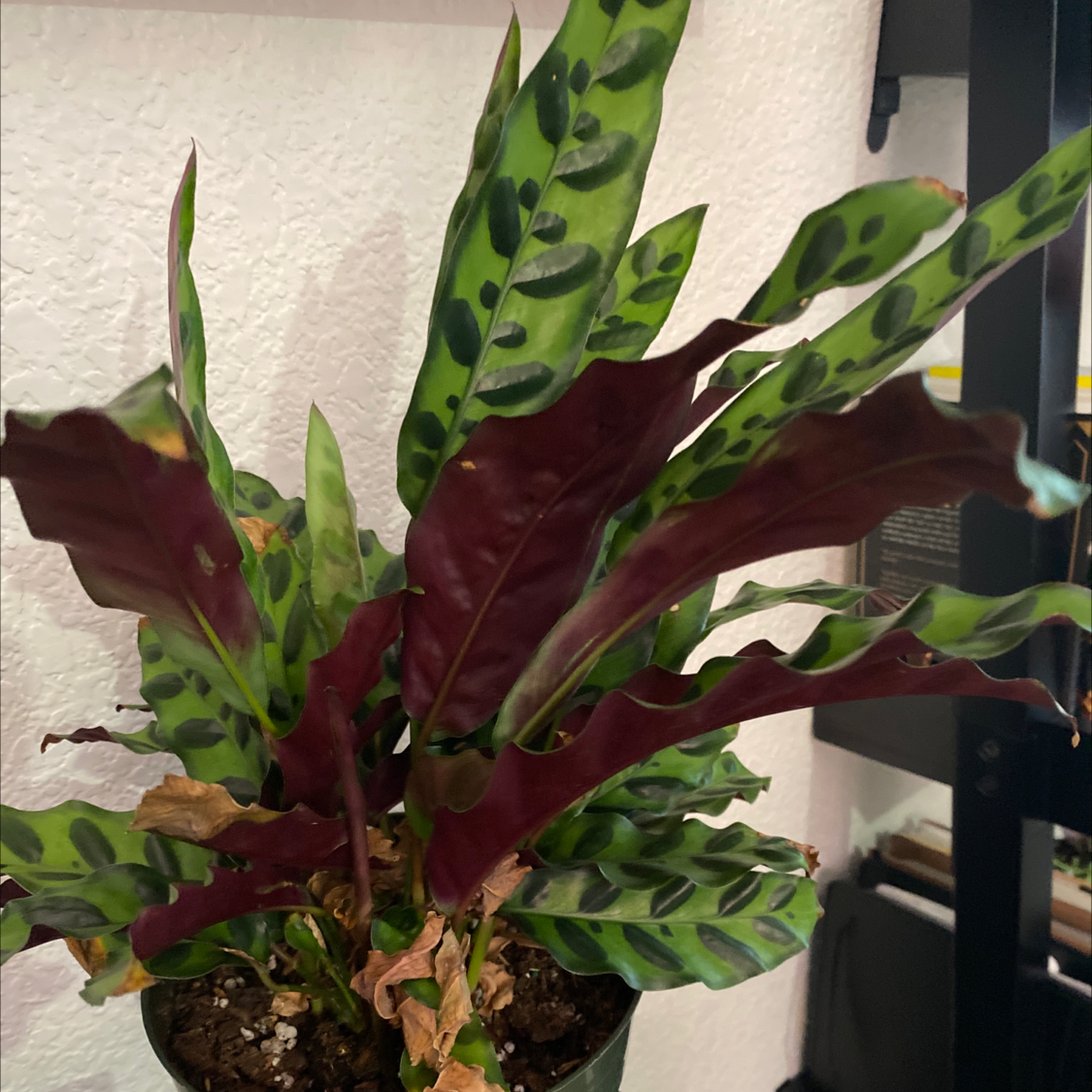 Rattlesnake Plant plant photo by @Lalawilk365 named Sebastian on Greg, the plant care app.