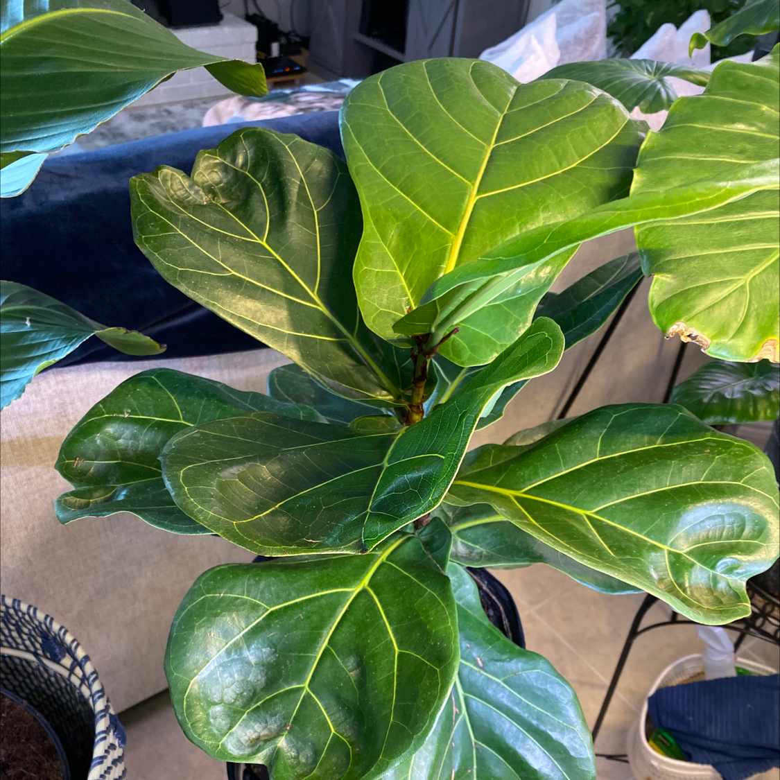 Fiddle Leaf Fig plant photo by @Lalawilk365 named Sophia on Greg, the plant care app.