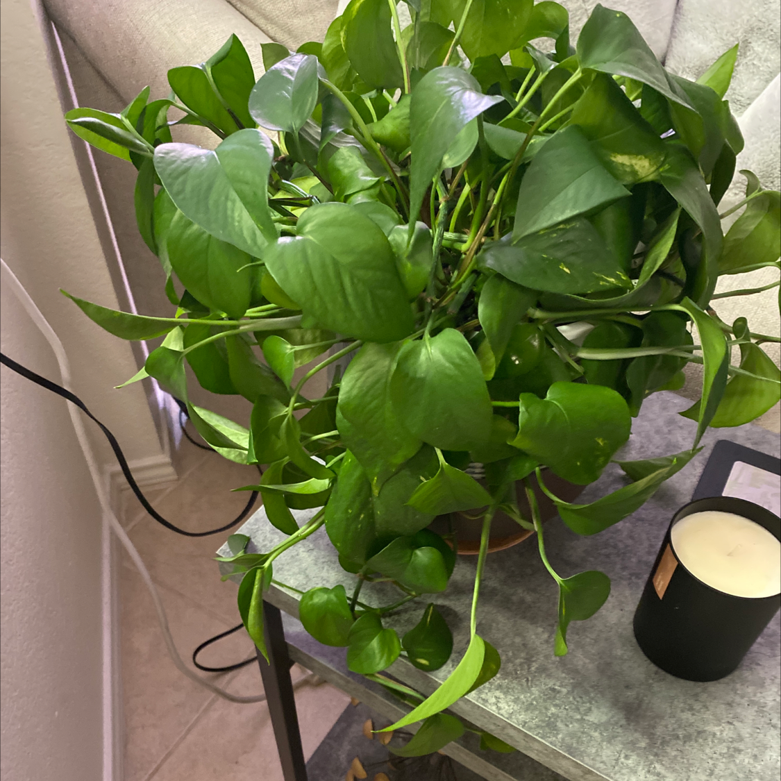 Taro Vine plant photo by @Lalawilk365 named Kaiko on Greg, the plant care app.