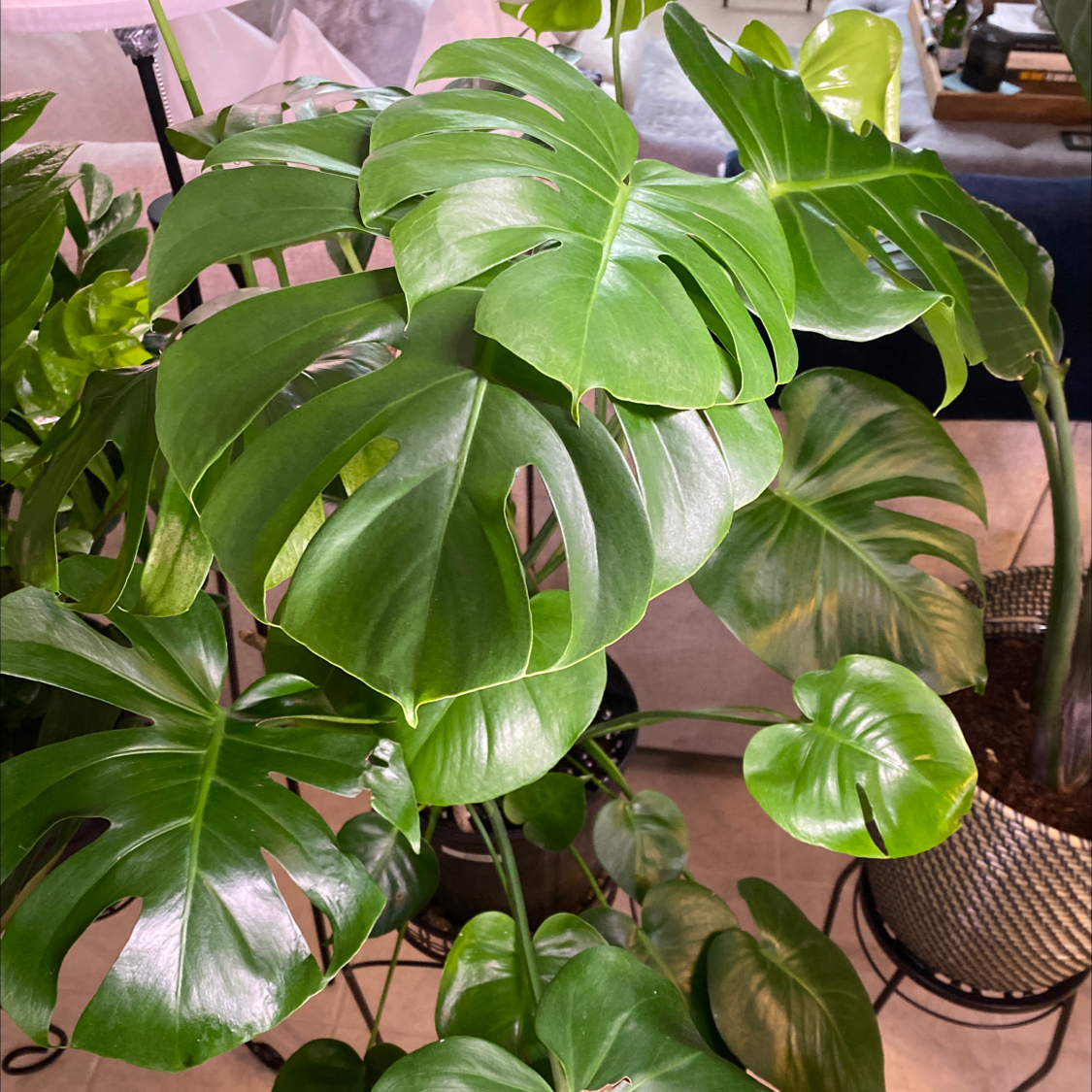 Monstera plant photo by @Lalawilk365 named Zeus on Greg, the plant care app.