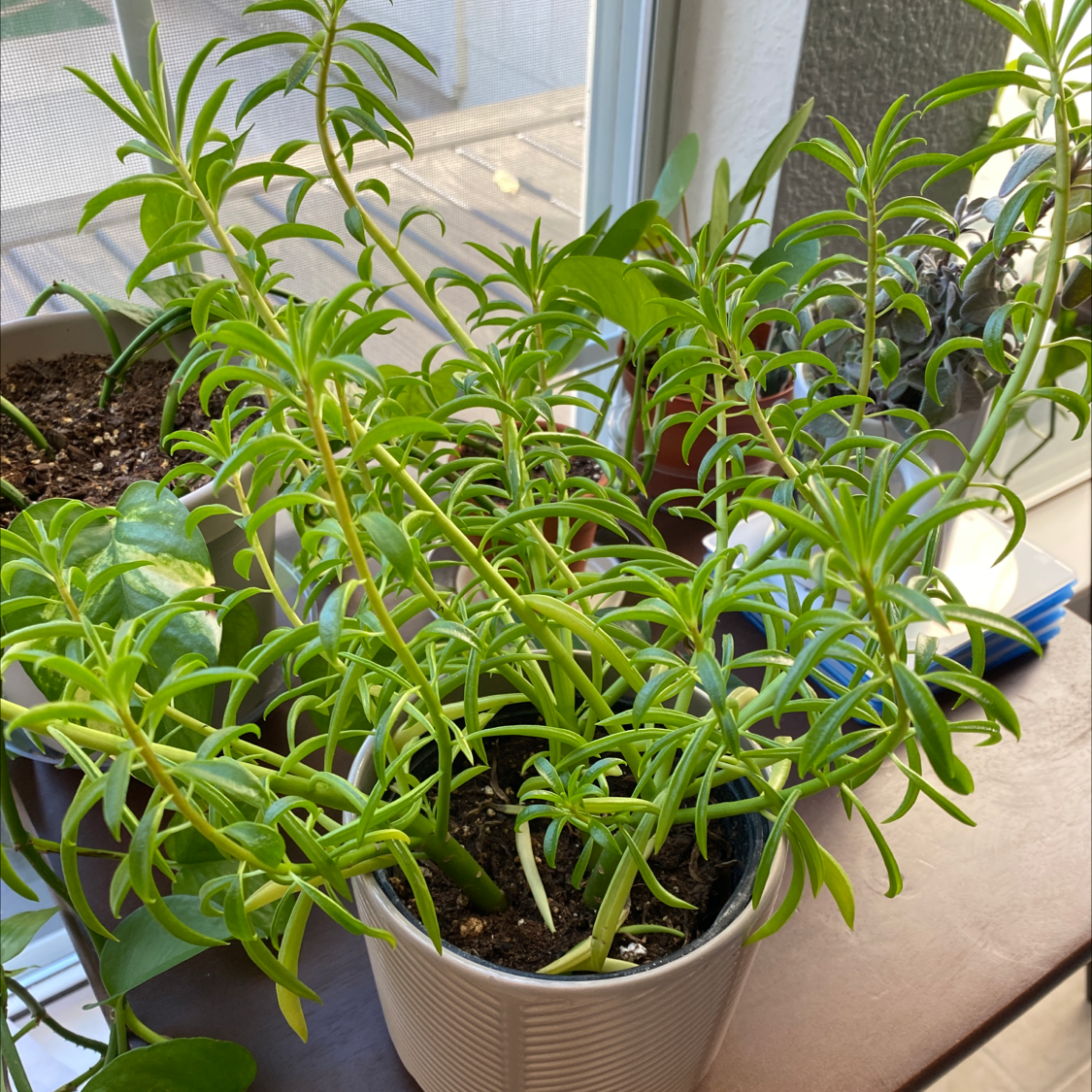 Pincushion Peperomia plant photo by @Lalawilk365 named Zane on Greg, the plant care app.