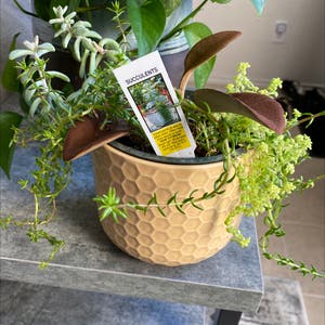 Sedum Sarmentosum plant photo by @Lalawilk365 named Agape on Greg, the plant care app.