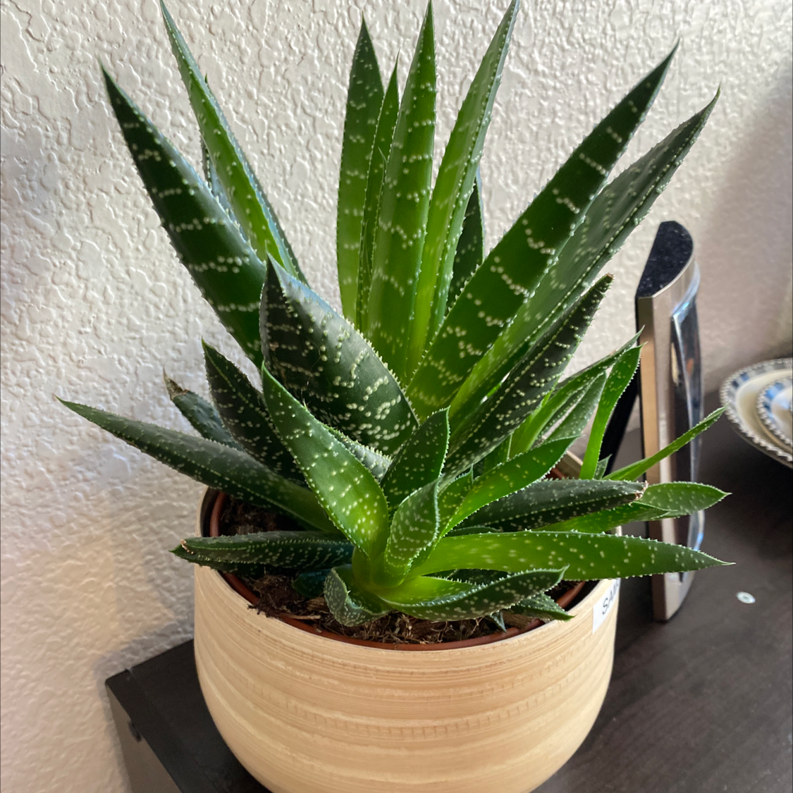 Zebra Plant plant photo by @Lalawilk365 named Samson on Greg, the plant care app.