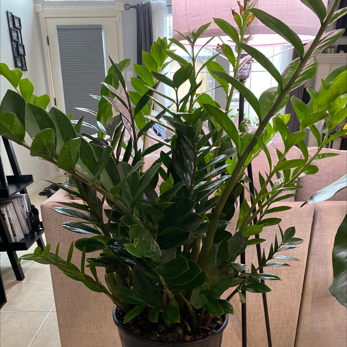 Zamioculcas Zamiifolia plant photo by @Lalawilk365 named Athena on Greg, the plant care app.