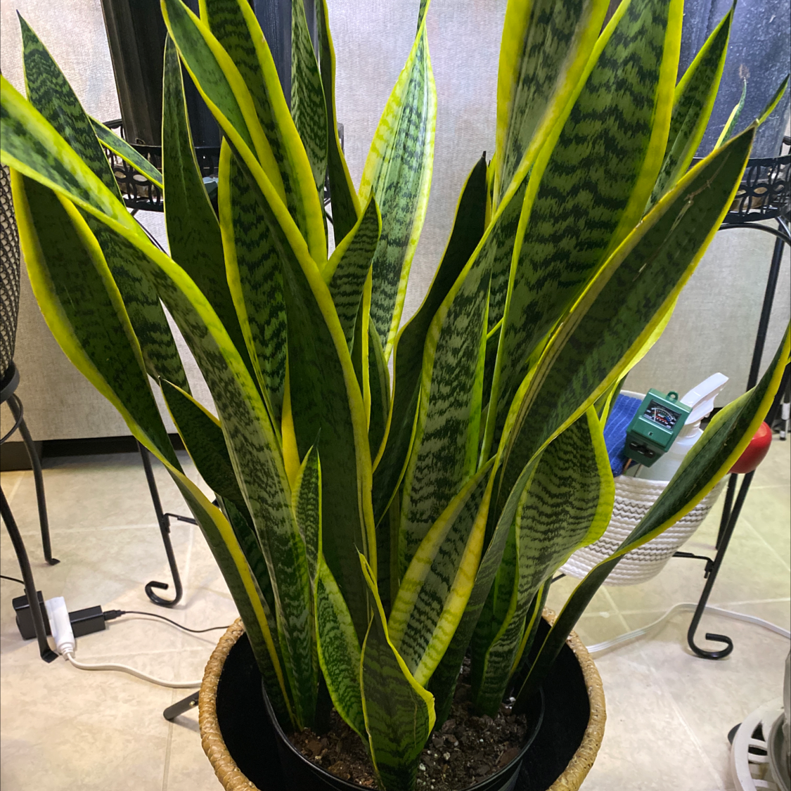 Snake Plant plant photo by @Lalawilk365 named Apollo on Greg, the plant care app.