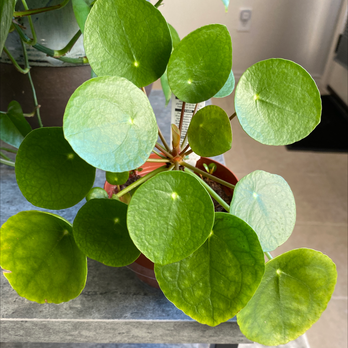 Chinese Money Plant plant photo by @Lalawilk365 named Maximos on Greg, the plant care app.