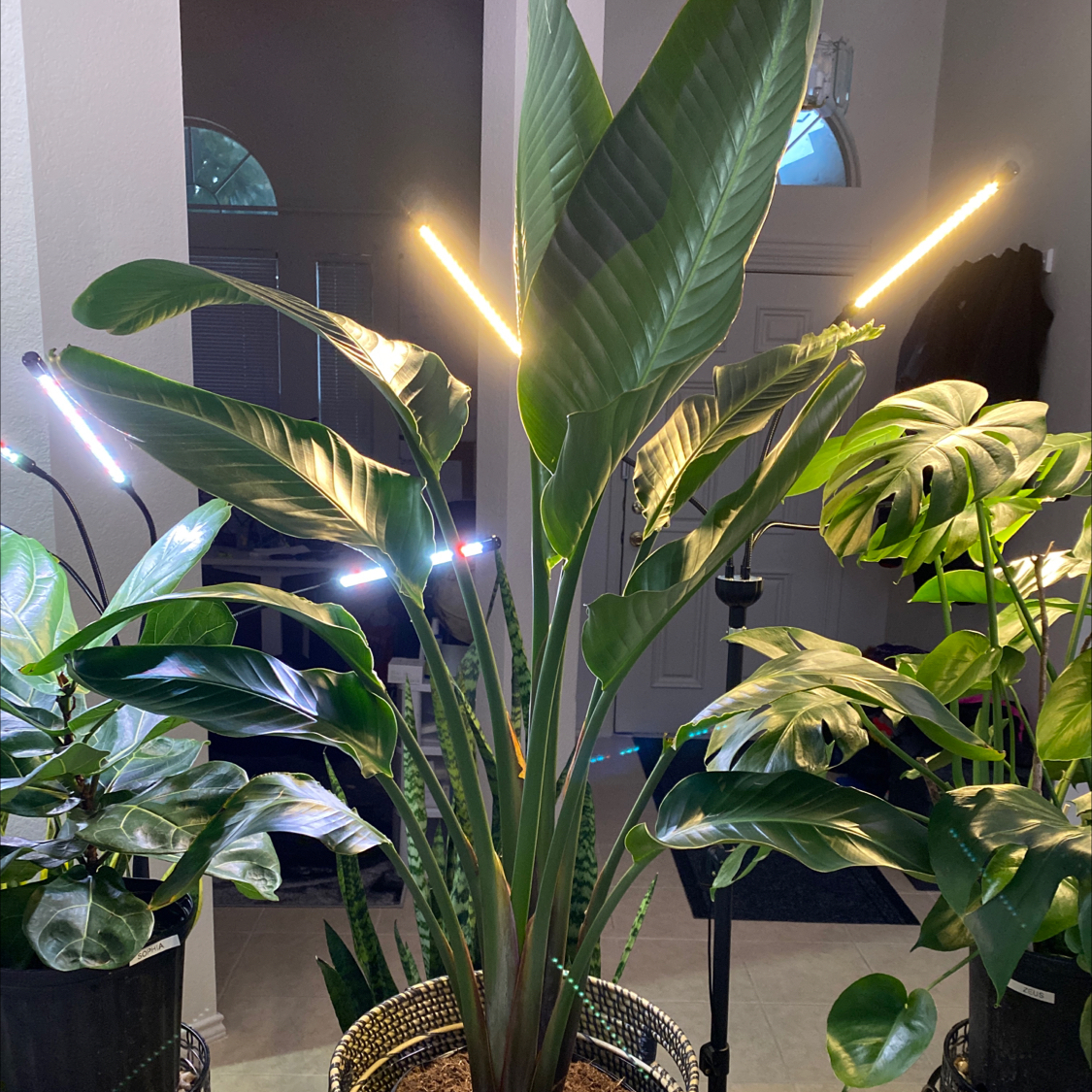 Bird of Paradise plant photo by @Lalawilk365 named Cleopatra on Greg, the plant care app.