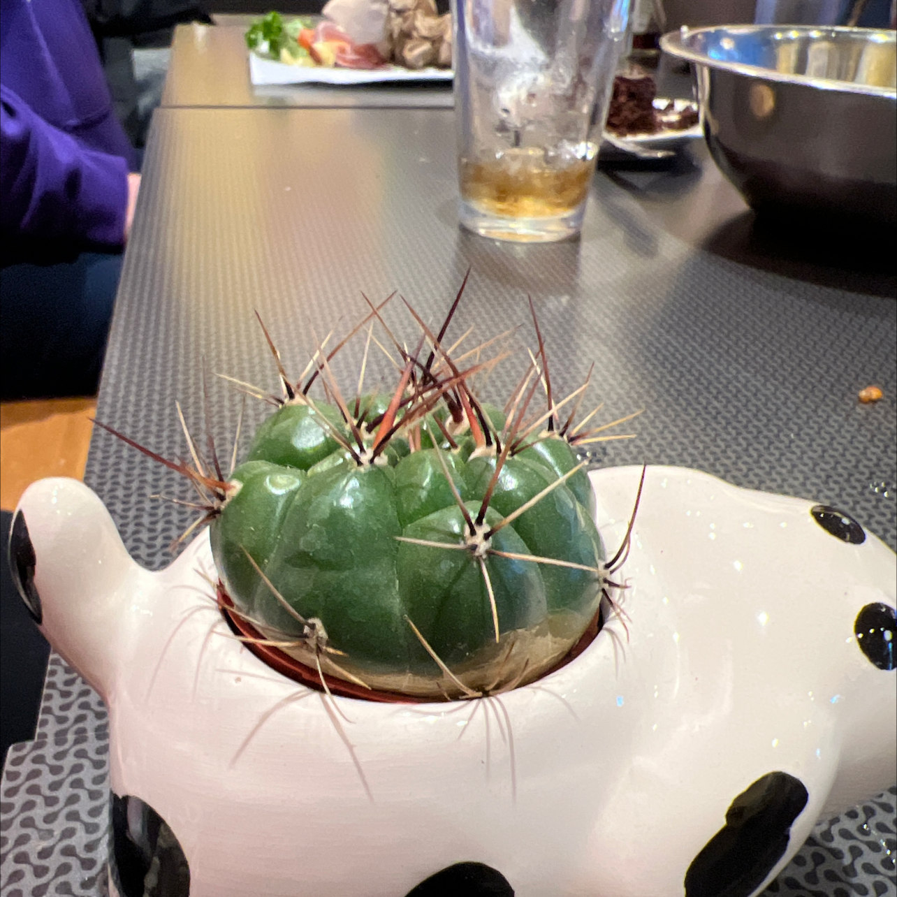 The Glory of Texas cactus in a decorative pot on a table with various items.
