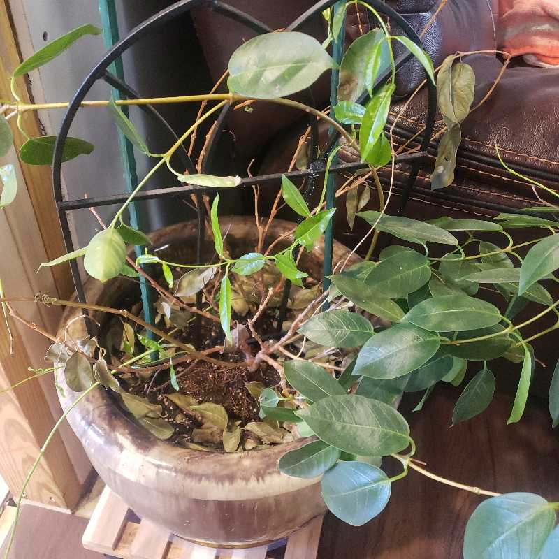 Stephanotis plant in a pot with a trellis, showing some yellowing and browning leaves.