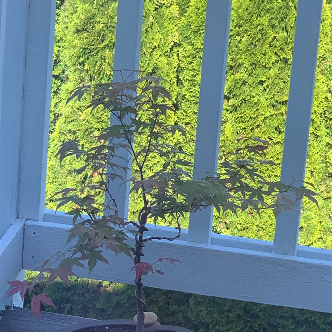 Photo of the plant species Japanese Maple by Megan named Bonsaiiii on Greg, the plant care app