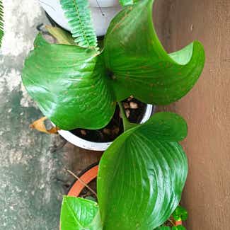 Siebold's Plantain Lily plant in Lagos, Lagos