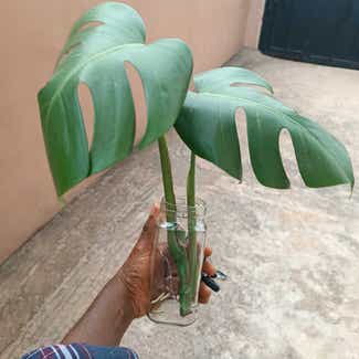 Monstera plant in Lagos, Lagos