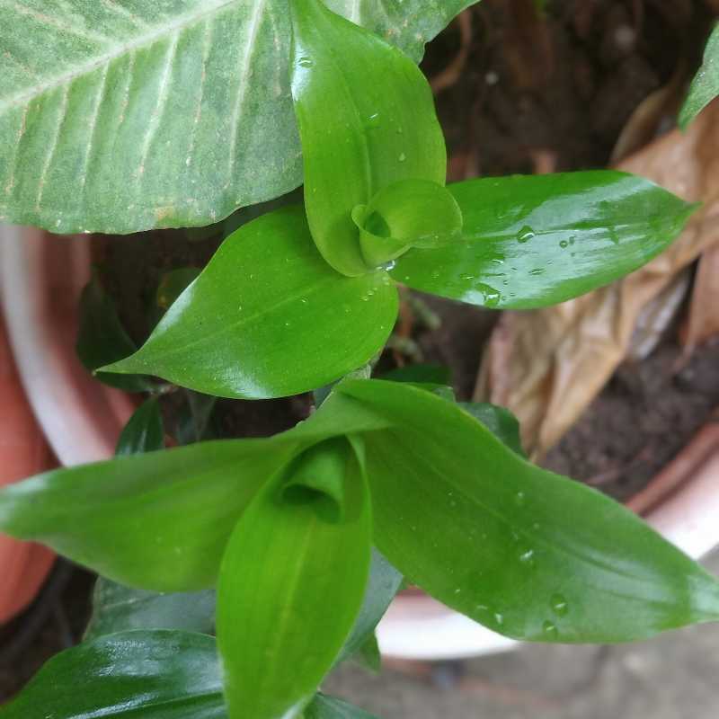 Dracaena 'Florida Beauty' plant with vibrant green leaves and visible soil.