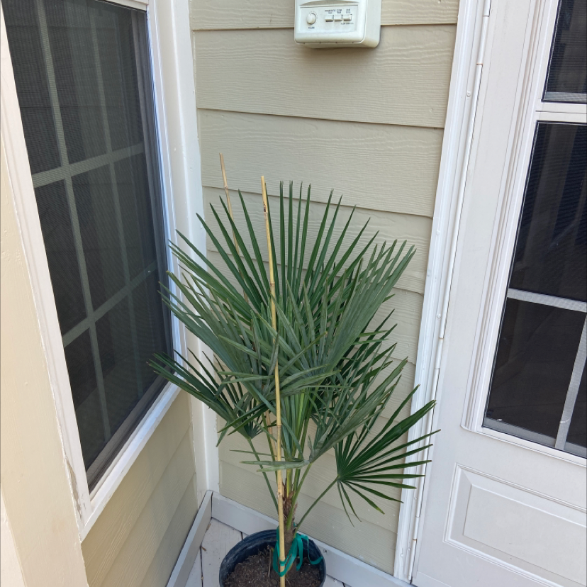 European Fan Palm in a pot near a window and door, appears healthy.
