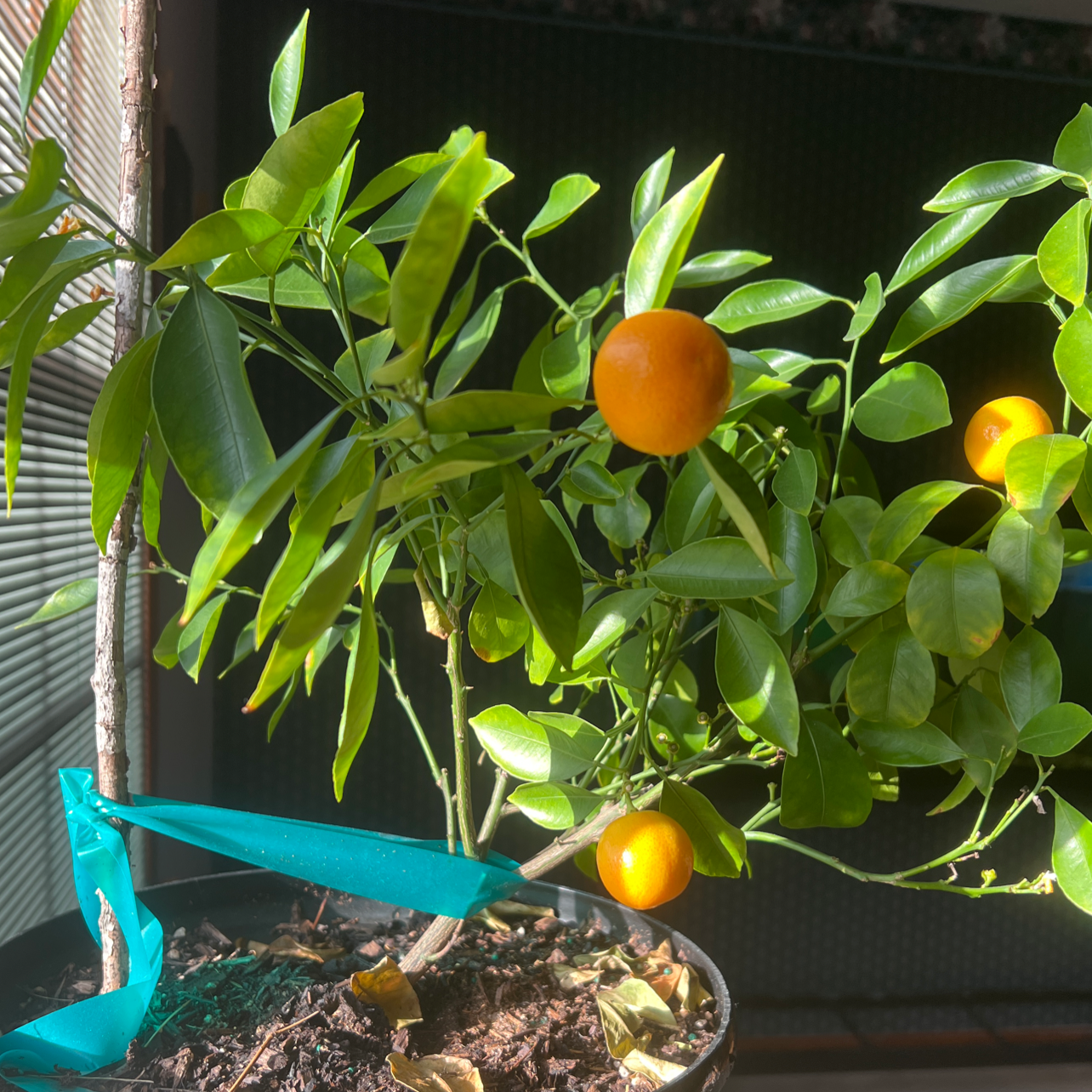 Oval kumquat plant with glossy green leaves and orange fruits in a pot with visible soil.