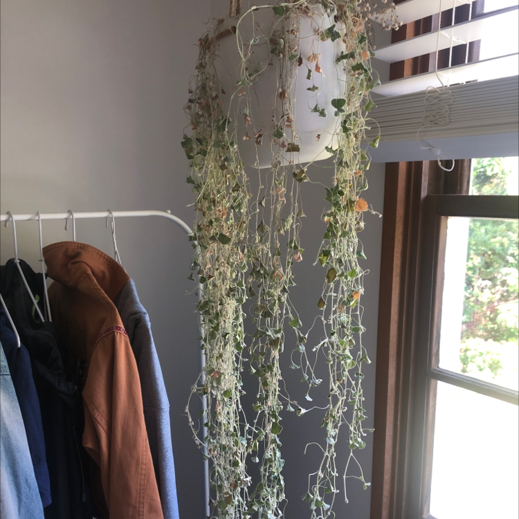 Photo of the plant species Silver Ponysfoot by @Izzie11 named Dicho silvy on Greg, the plant care app