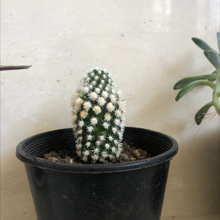 Image of Large pot of cacti with snow