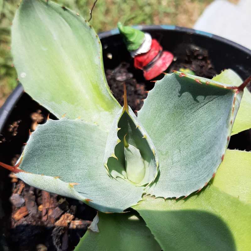 Butterfly Agave plant in a pot with visible soil and a decorative item.