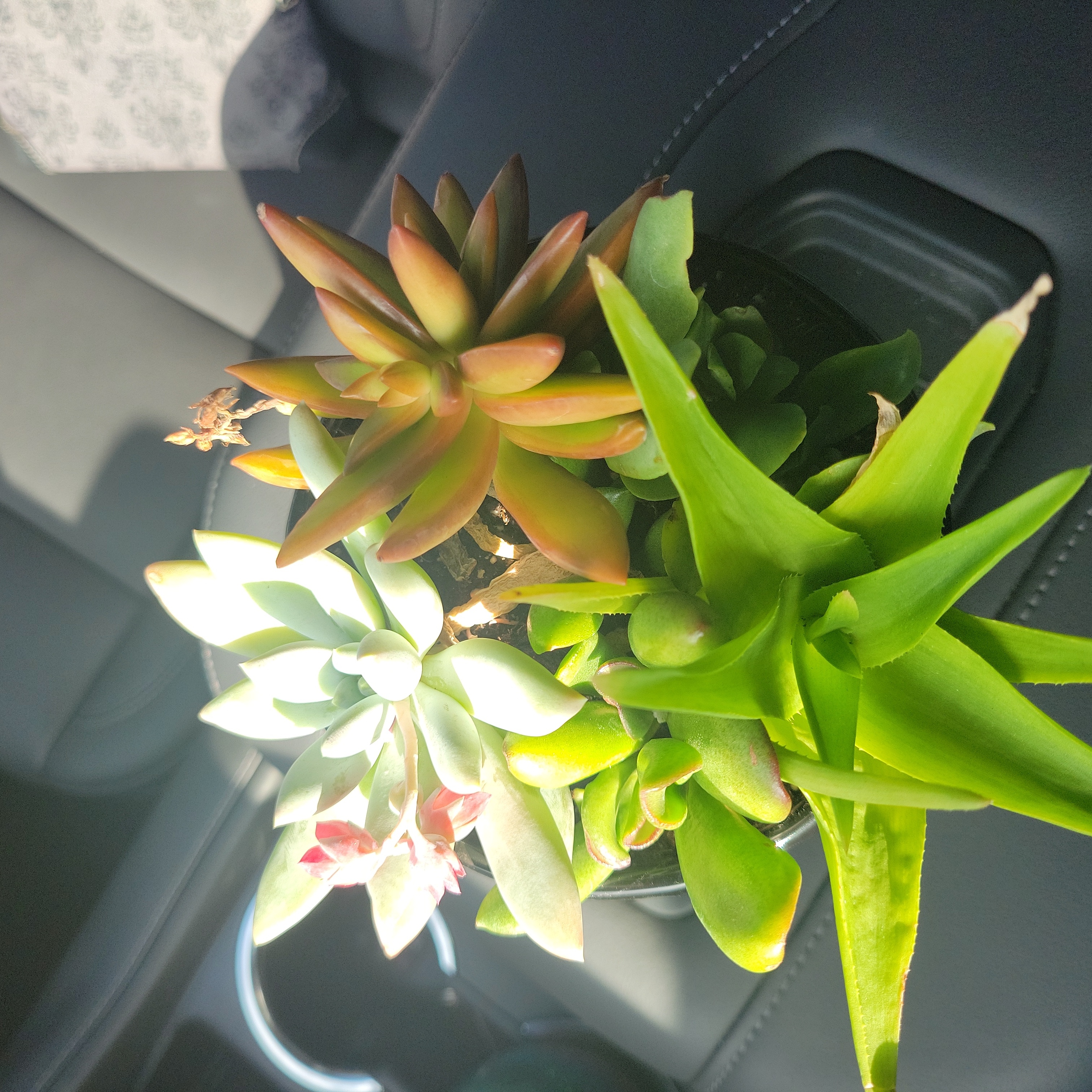 A group of healthy succulent plants on a car seat with vibrant green and reddish leaves.
