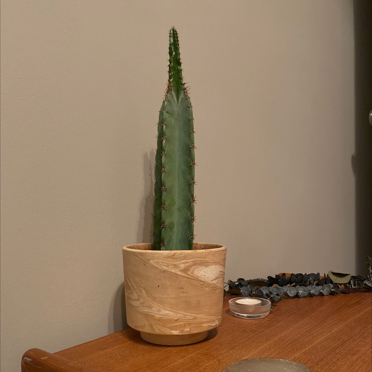 Hedge Cactus in a wooden pot on a wooden surface.