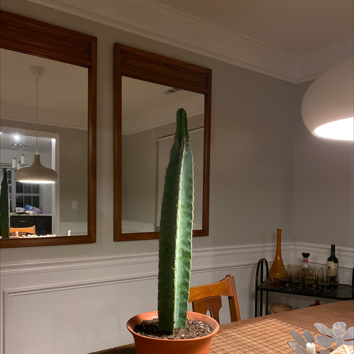 Indoor Hedge Cactus in a pot on a table with mirrors in the background.