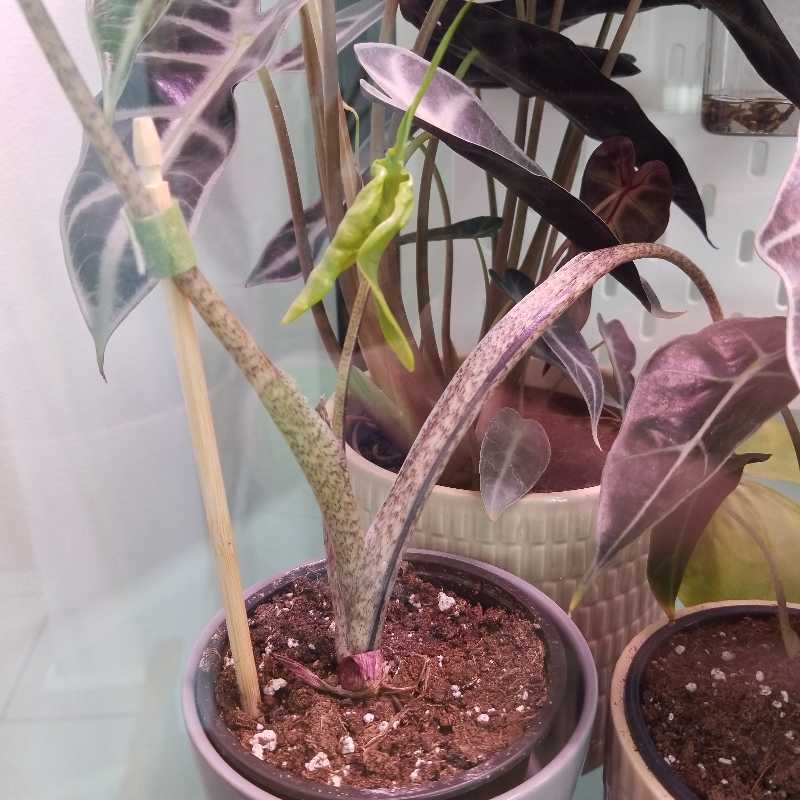 Photo of the plant species Snake Palm by @ebeau90 named Alocasia stingray on Greg, the plant care app