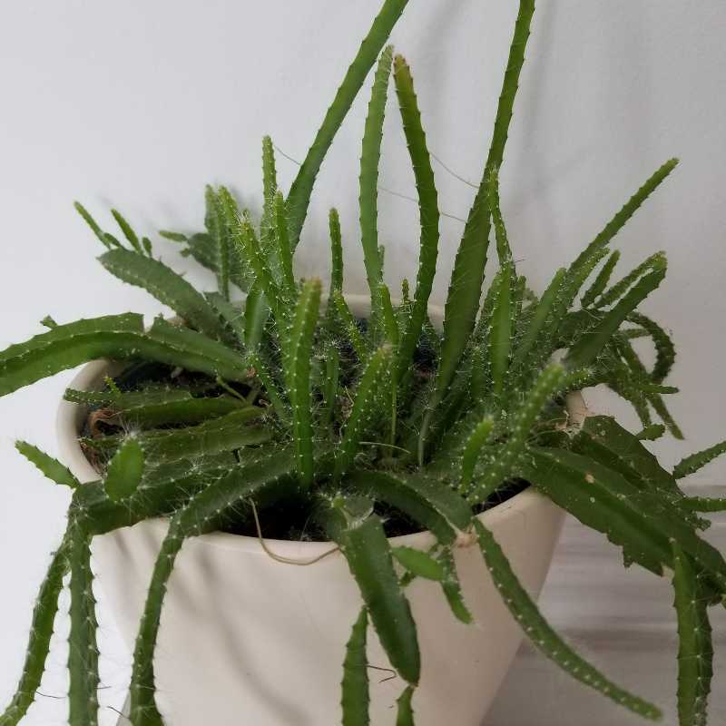 Dog Tail Cactus in a white pot, healthy green stems.