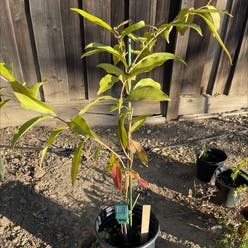 Malabar Plum plant