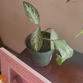Chinese Evergreen plant in Council Bluffs, Iowa