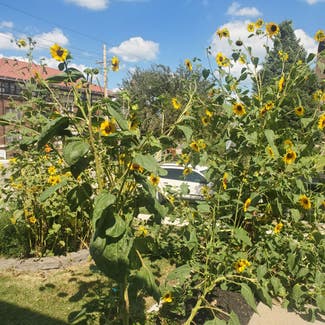 Common Sunflower plant in Omaha, Nebraska