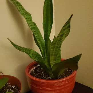 Snake Plant plant in Council Bluffs, Iowa