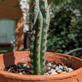 Bolivian Torch Cactus plant in Artesia, New Mexico