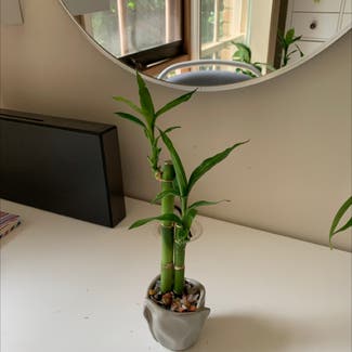 Lucky Bamboo plant in Melbourne, Victoria