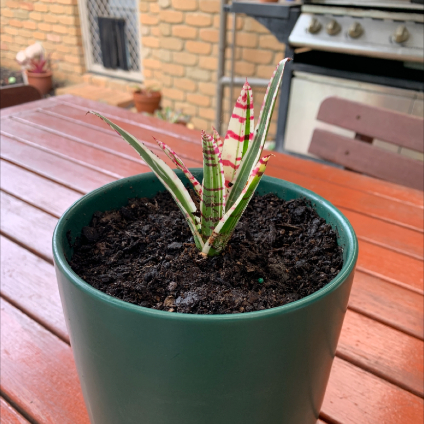 Photo of the plant species Grouche Neoregelia by @sarahbrooke named Gaga on Greg, the plant care app