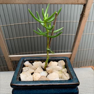 Miniature Pine Tree plant in Melbourne, Victoria