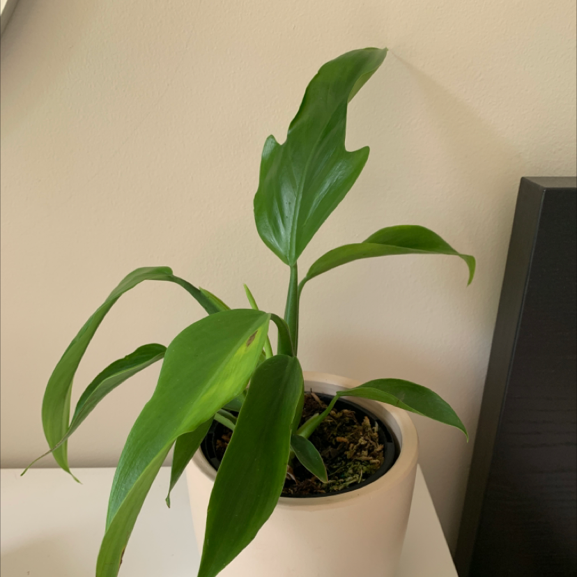 Philodendron panduriforme plant in a white pot with visible soil and slight leaf yellowing.