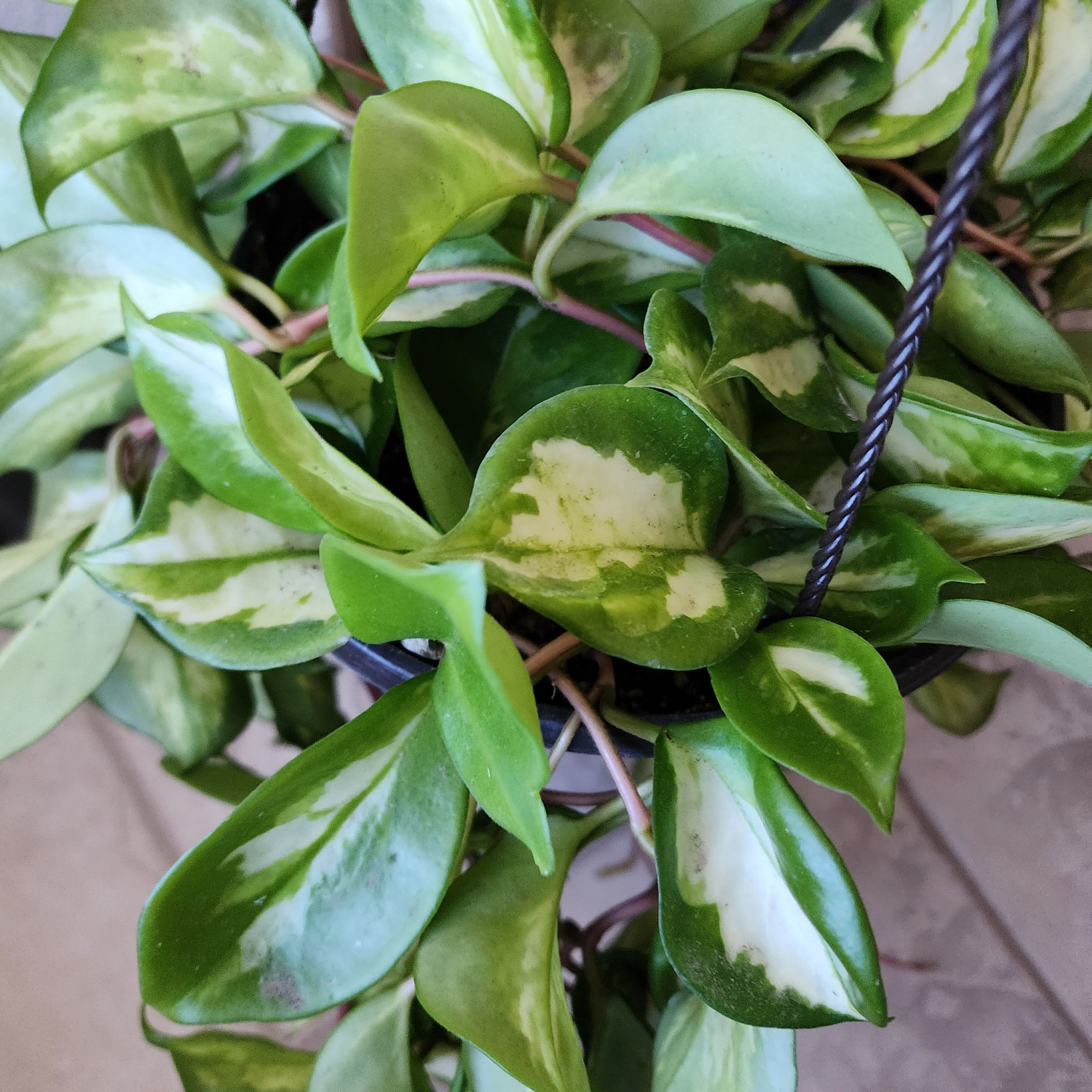 Photo of the plant species Rubra Hoya Carnosa by @EasyBeingGreen named Bigleef Smalls on Greg, the plant care app