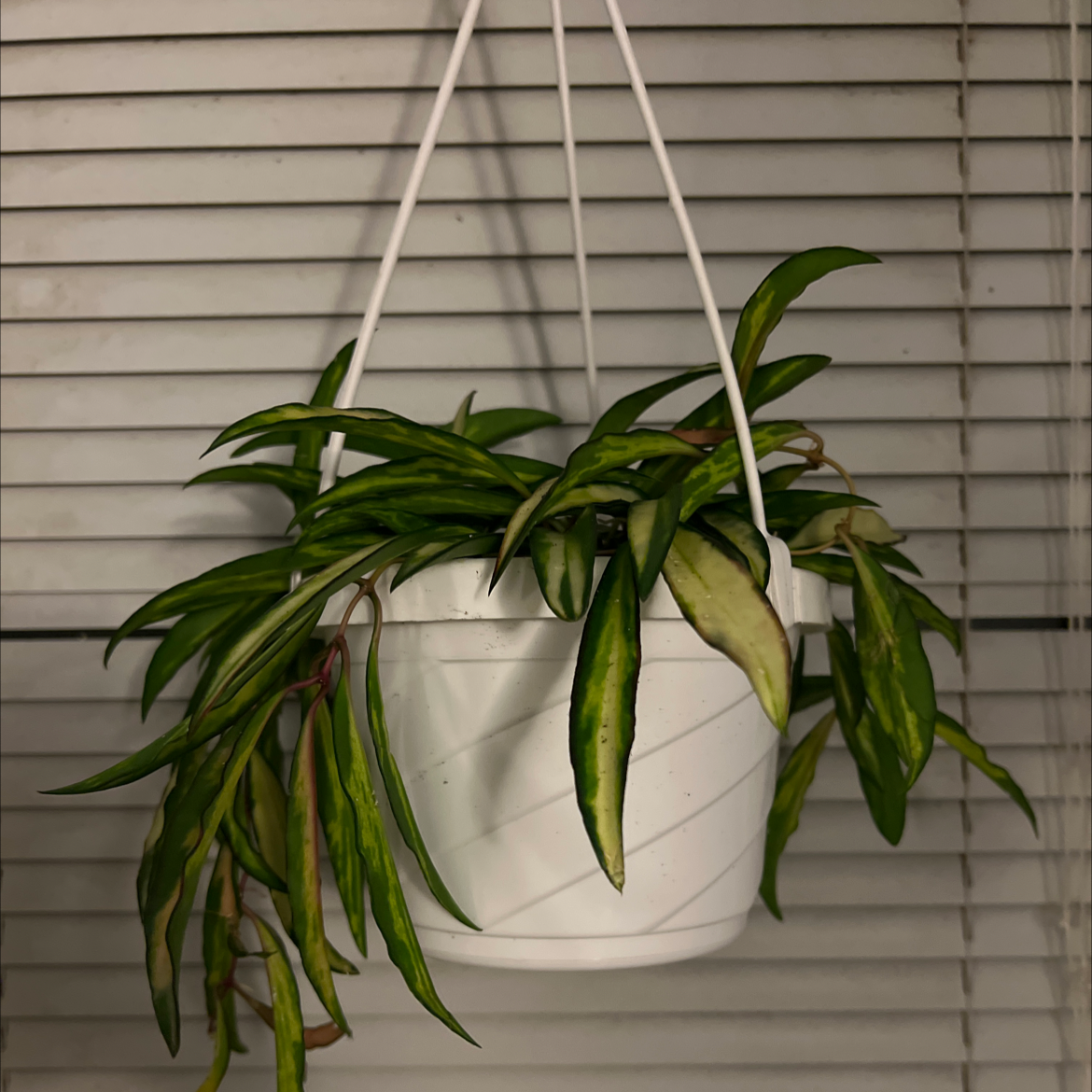 Stringbean Hoya plant in a white hanging pot with some yellowing and browning leaves.