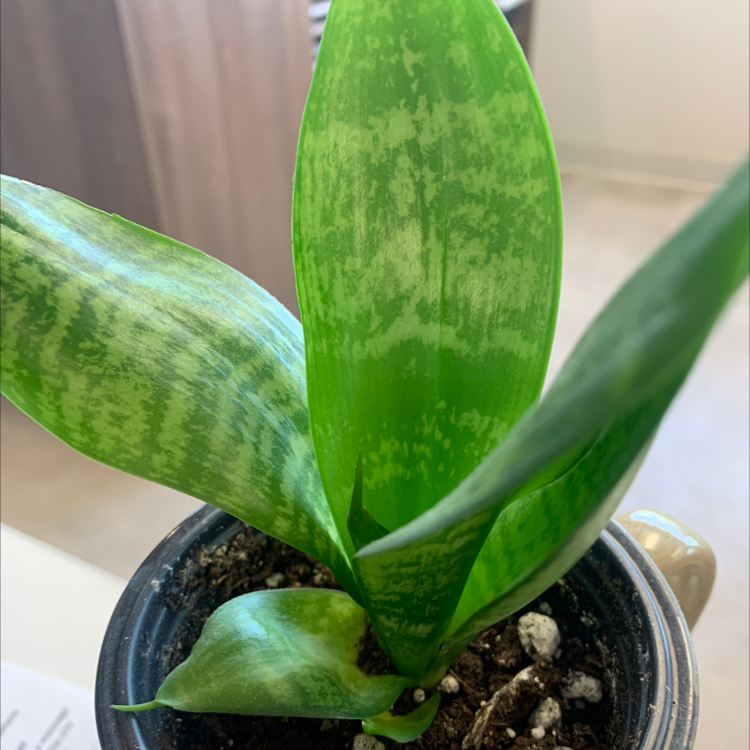 Snake Plant plant photo by @ZingyBonsi named Doris on Greg, the plant care app.