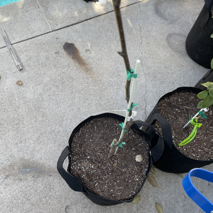 Photo of the plant species Asian pear by @Eugene named Just a stick planted in the dirt on Greg, the plant care app