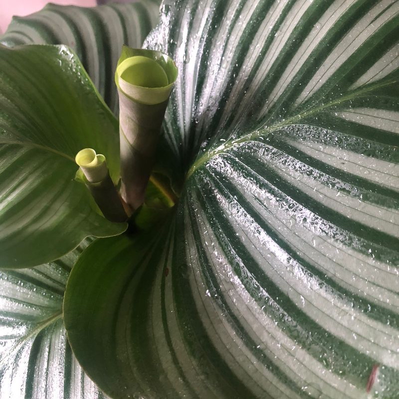 Close-up of a healthy Calathea Orbifolia plant with distinctive striped leaves.