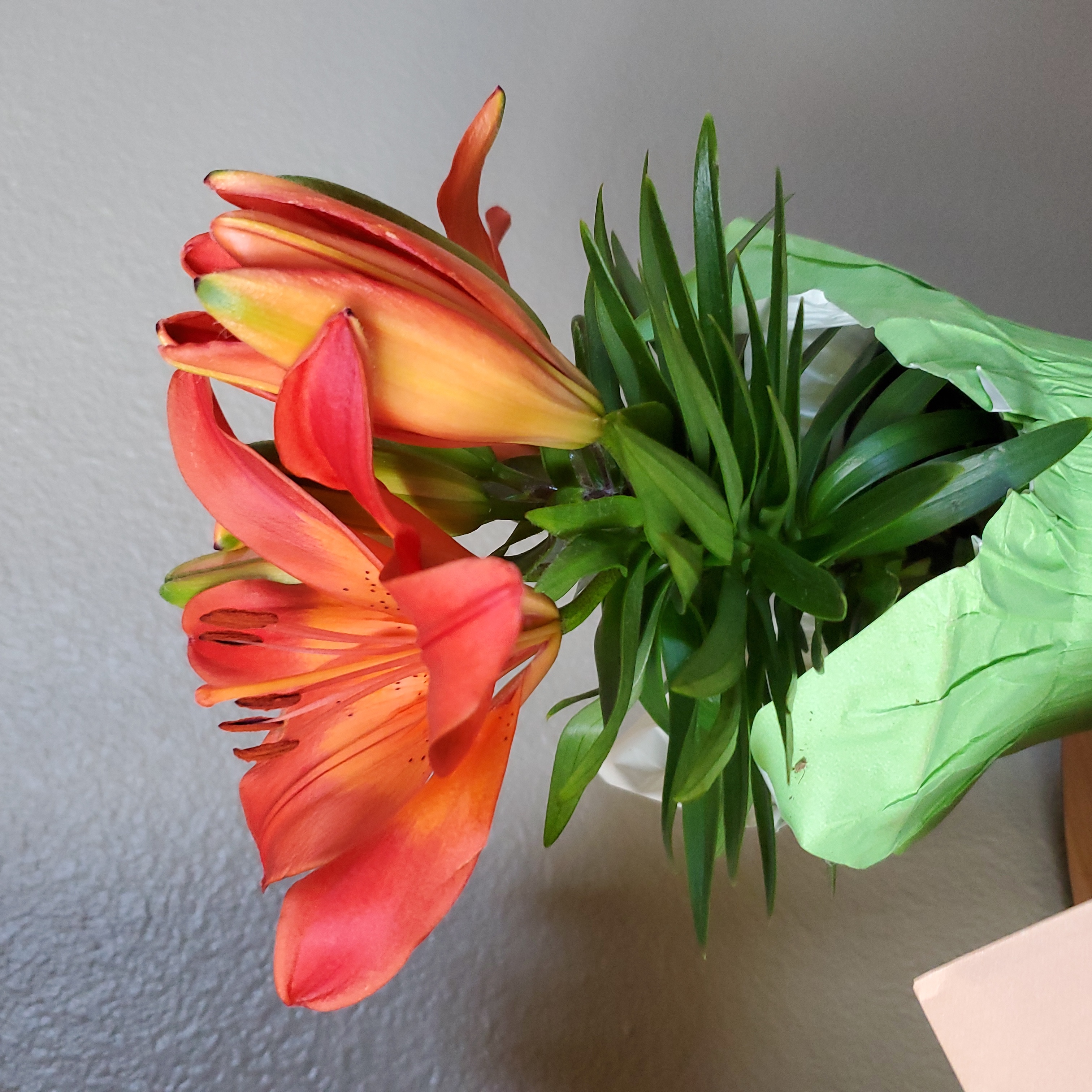 Image of a healthy Orange Lily with vibrant orange petals and green leaves.