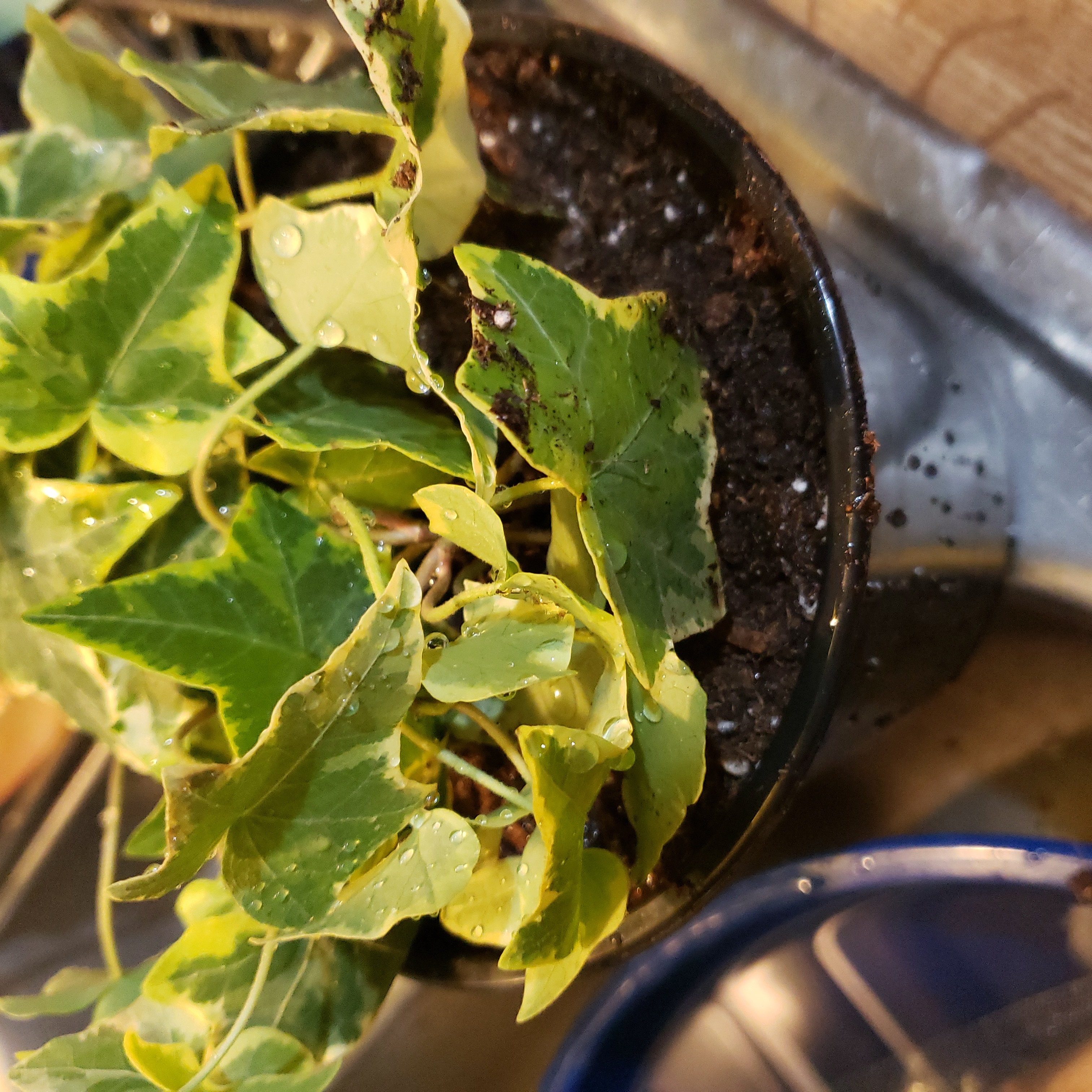 English Ivy 'Goldchild' plant in a pot with some yellowing and browning leaves.