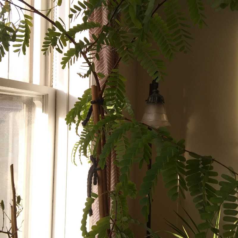 Indoor Tamarind plant with compound leaves near a window.