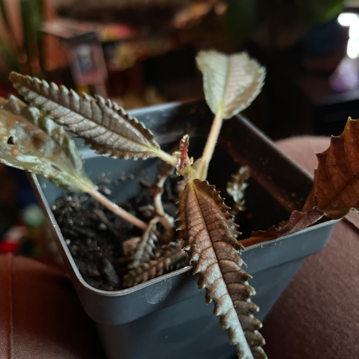 Dark Mystery Pilea plant in a small pot with some leaf discoloration and browning.