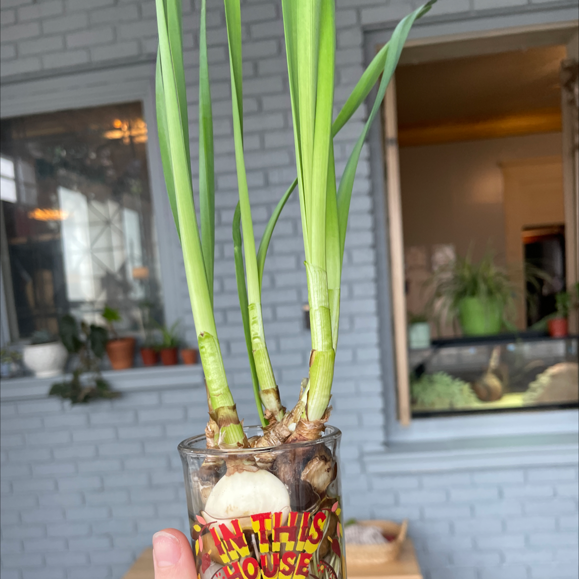 Paperwhite plant growing in a glass container with visible bulbs and green leaves.