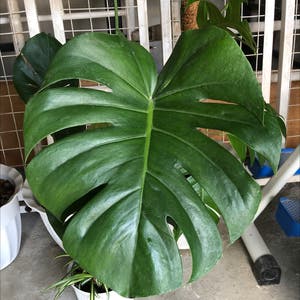 Monstera plant photo by @Miggiflo named Monsty on Greg, the plant care app.