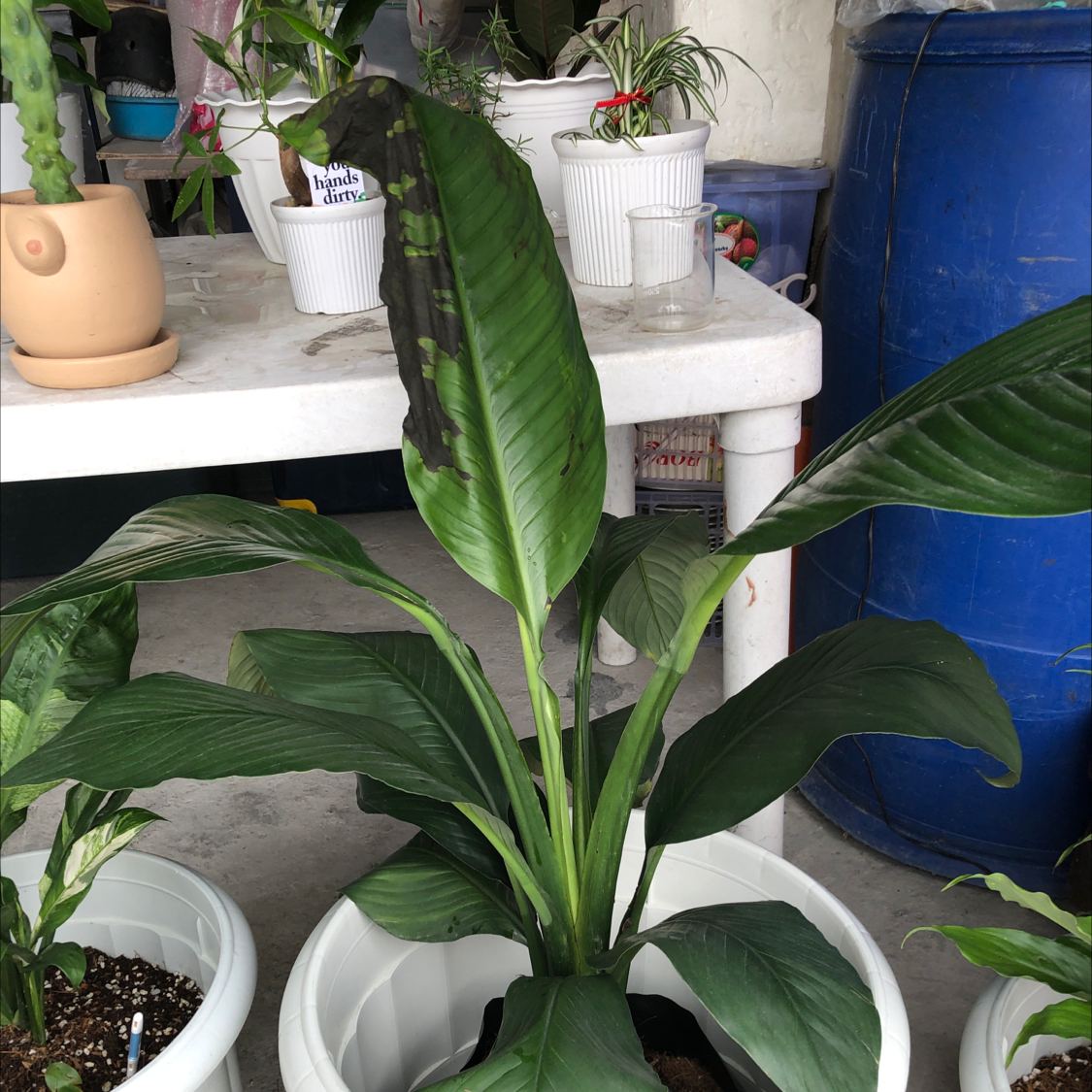 Sensation Peace Lily plant photo by @Miggiflo named Two Face on Greg, the plant care app.